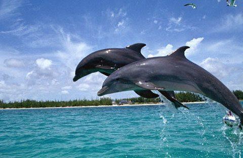 Dolphin spotting voyage